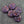 Floral Bead - Czech Glass Beads - Flower Beads - Rose Beads - Flower Coin Bead - 17mm - 6pcs - (4748)